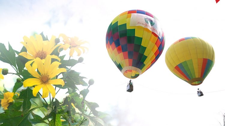 Bay khinh khí cầu để ngắm hoa dã quỳ – sản phẩm du lịch mới của Vườn quốc gia Ba Vì