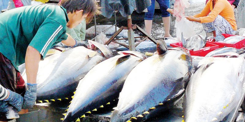 Covid 19 không ảnh hưởng tới xuất khẩu cá ngừ Việt Nam